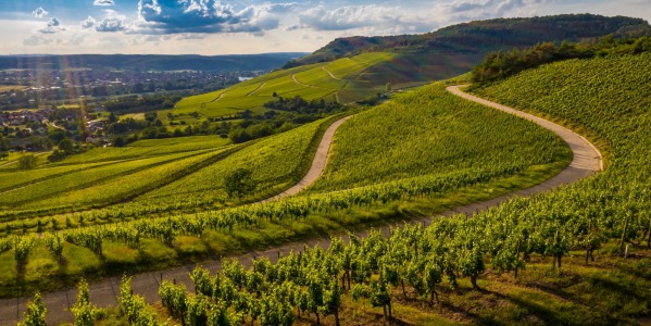 3 medallas para Bodegas Ayuso en el Mundial de Tempranillo 2021
